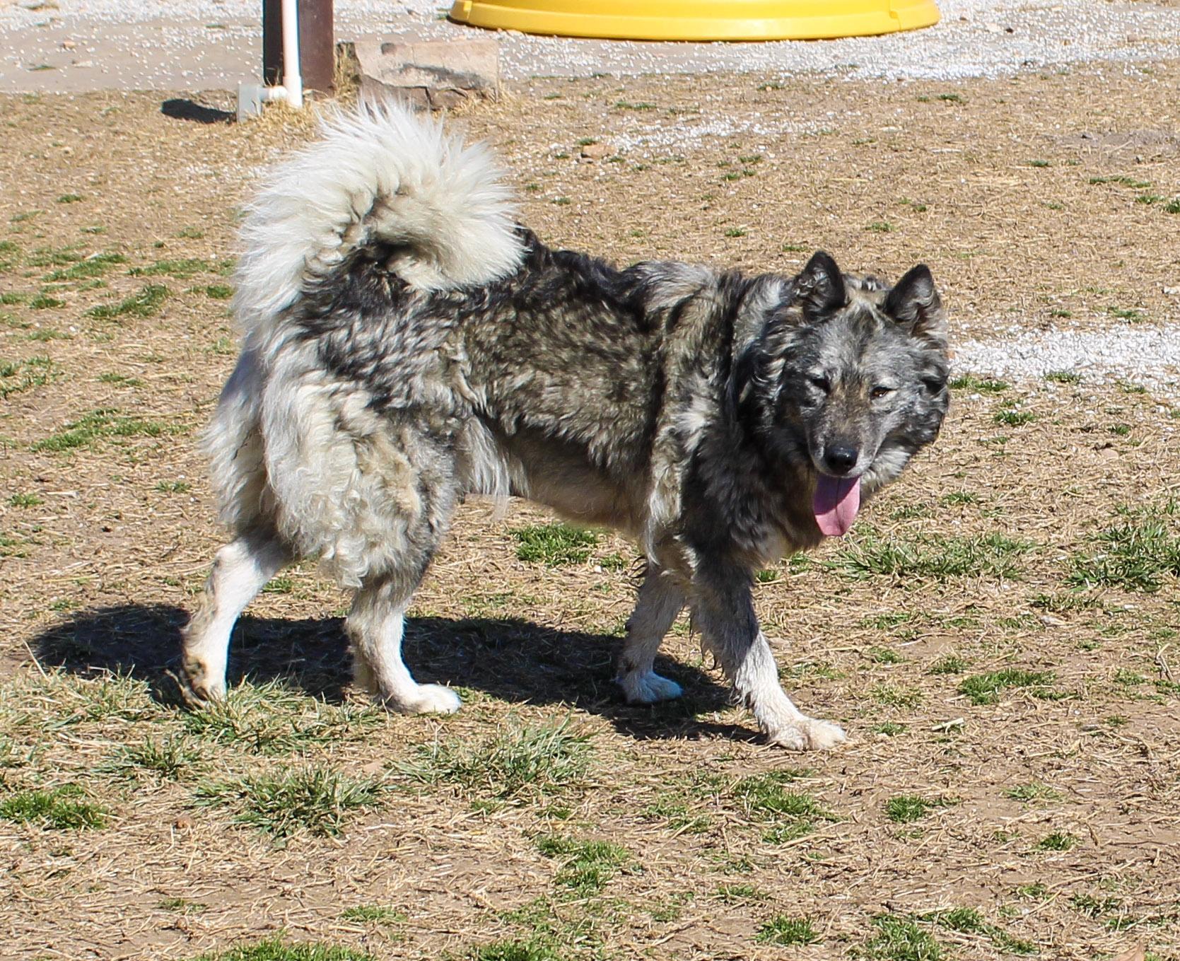Enlarge Cinnamon, a ADOPTABLE Siberian Husky in Neosho, MO image 2/2