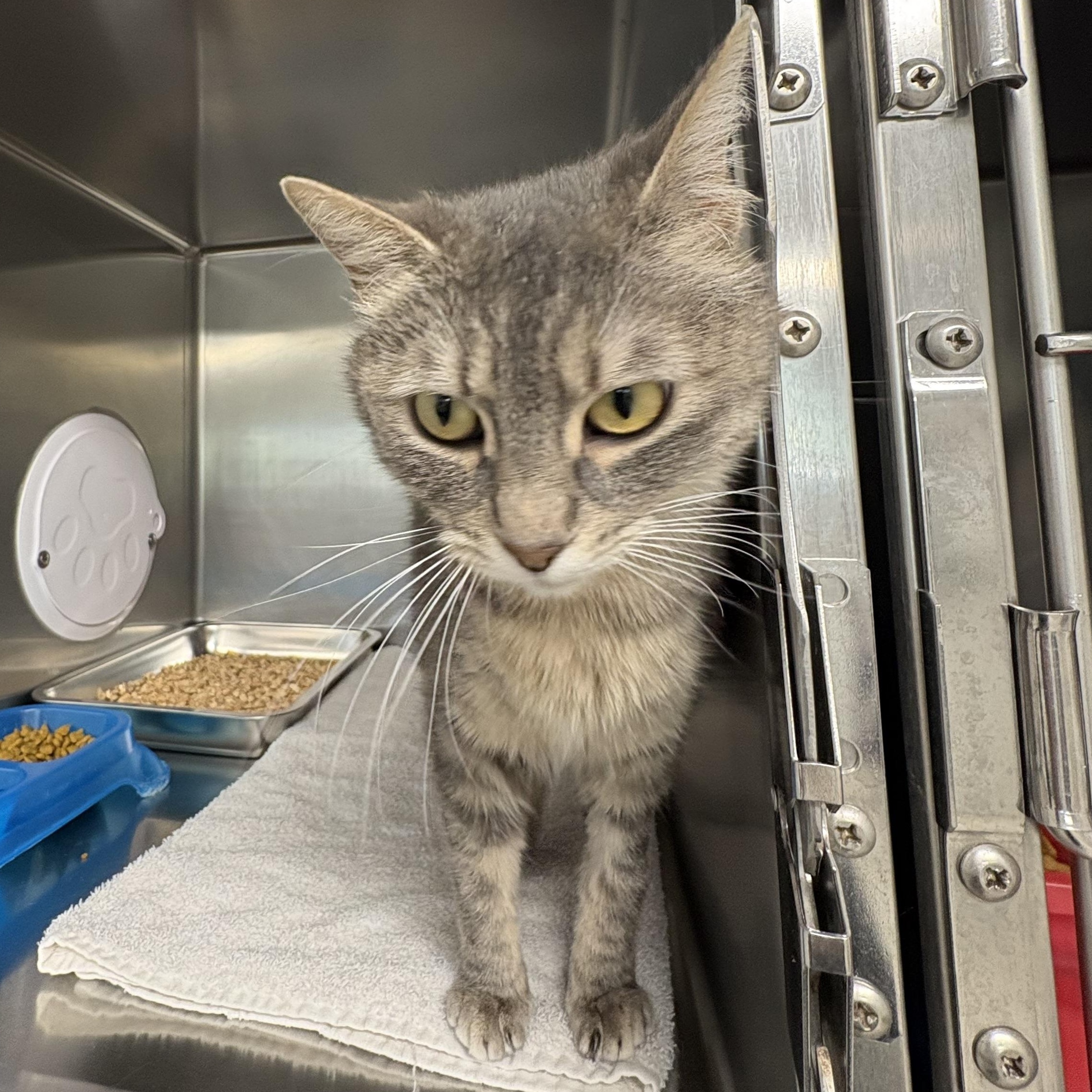 Enlarge Misty, an adopted Domestic Short Hair in Shasta Lake, CA image 4/4