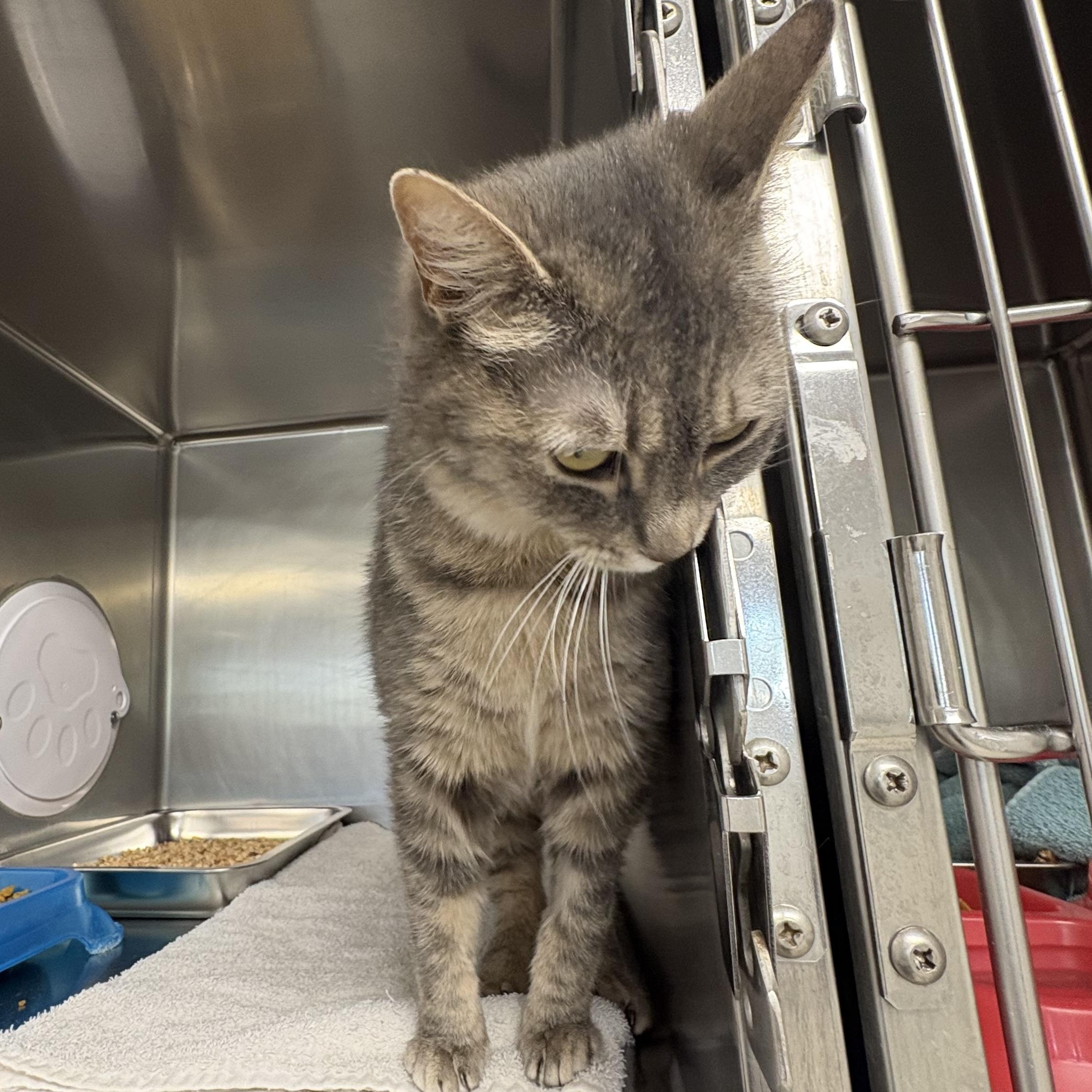 Enlarge Misty, an adopted Domestic Short Hair in Shasta Lake, CA image 3/4