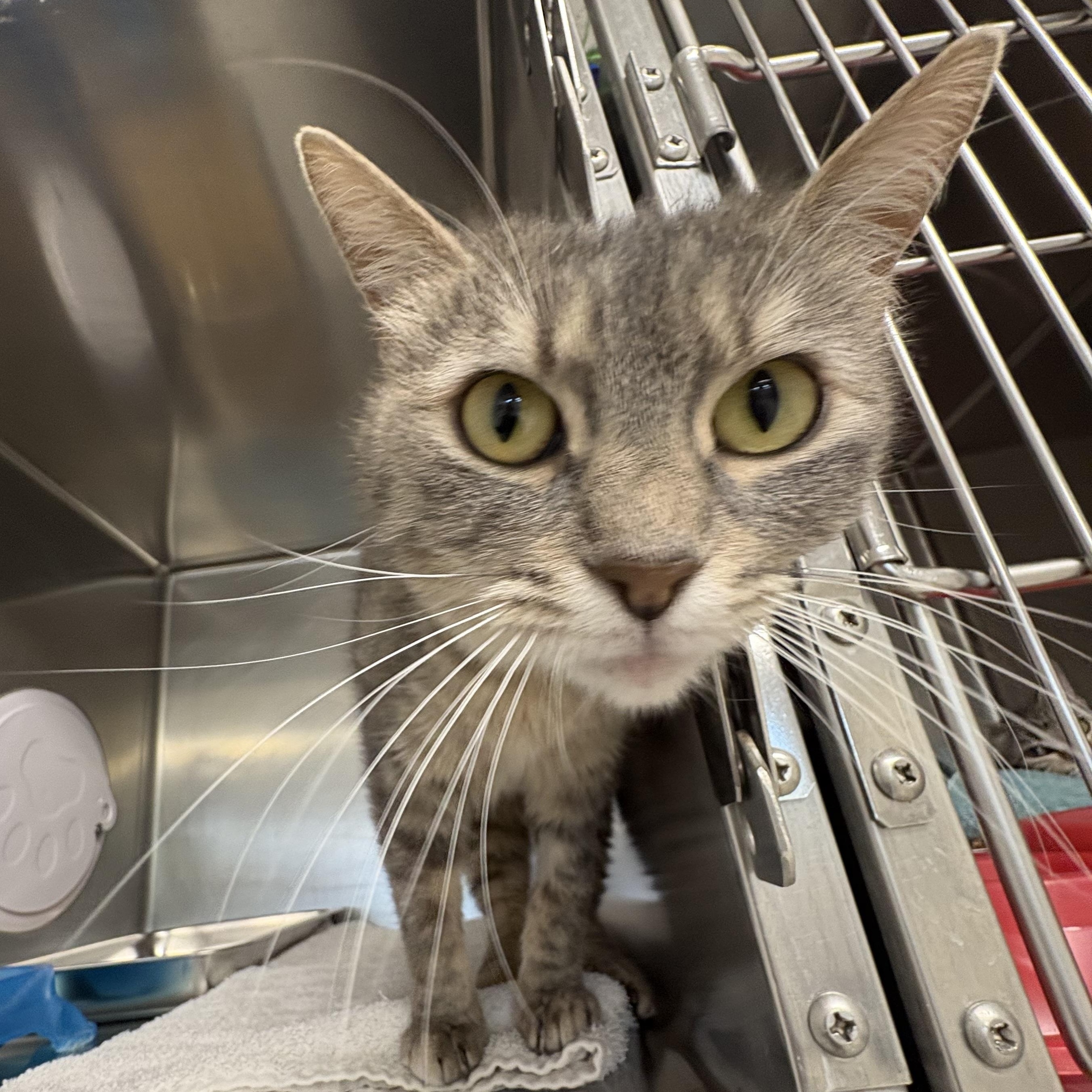 Enlarge Misty, an adopted Domestic Short Hair in Shasta Lake, CA image 2/4