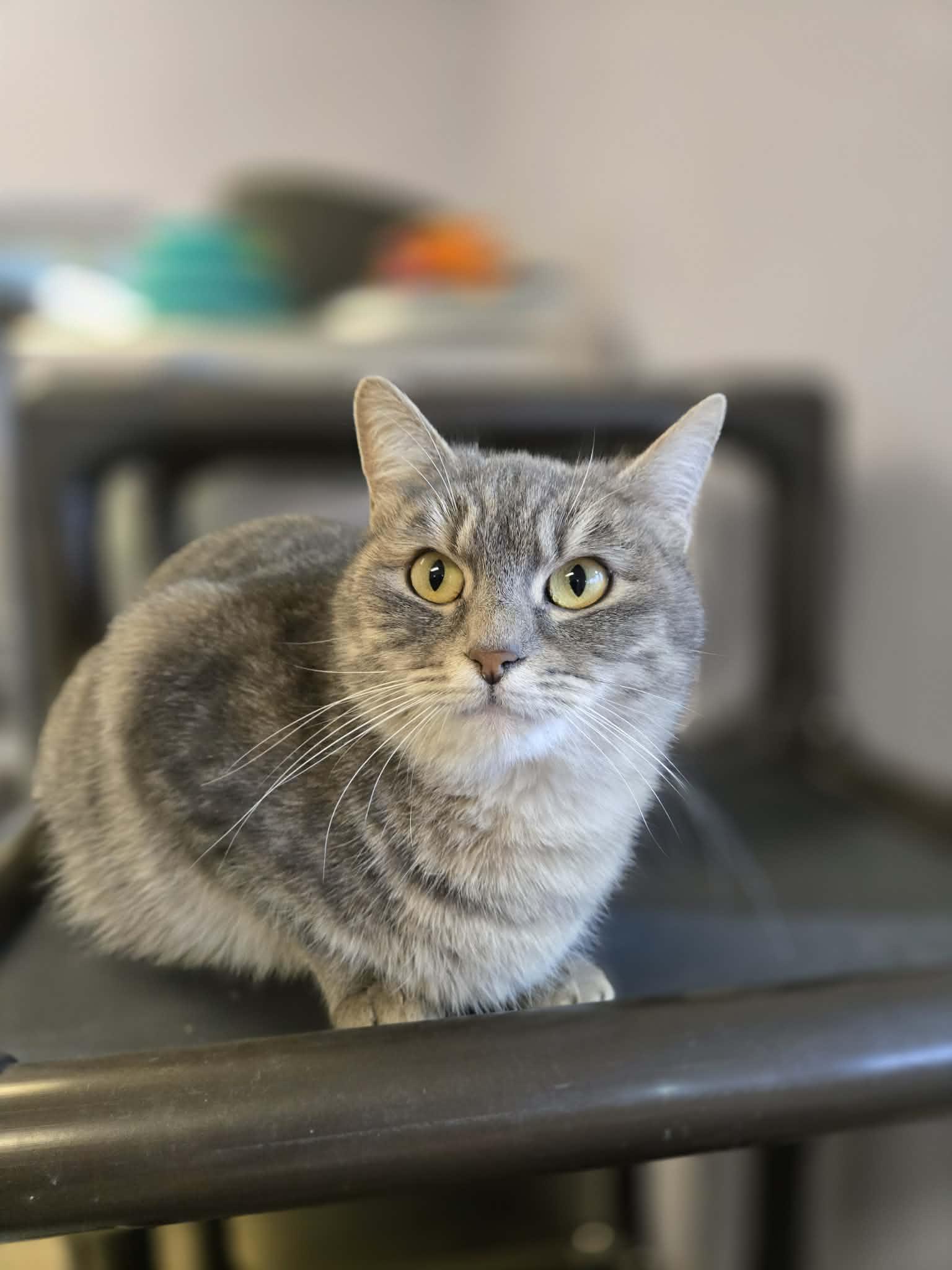 Enlarge Misty, an adopted Domestic Short Hair in Shasta Lake, CA image 1/4