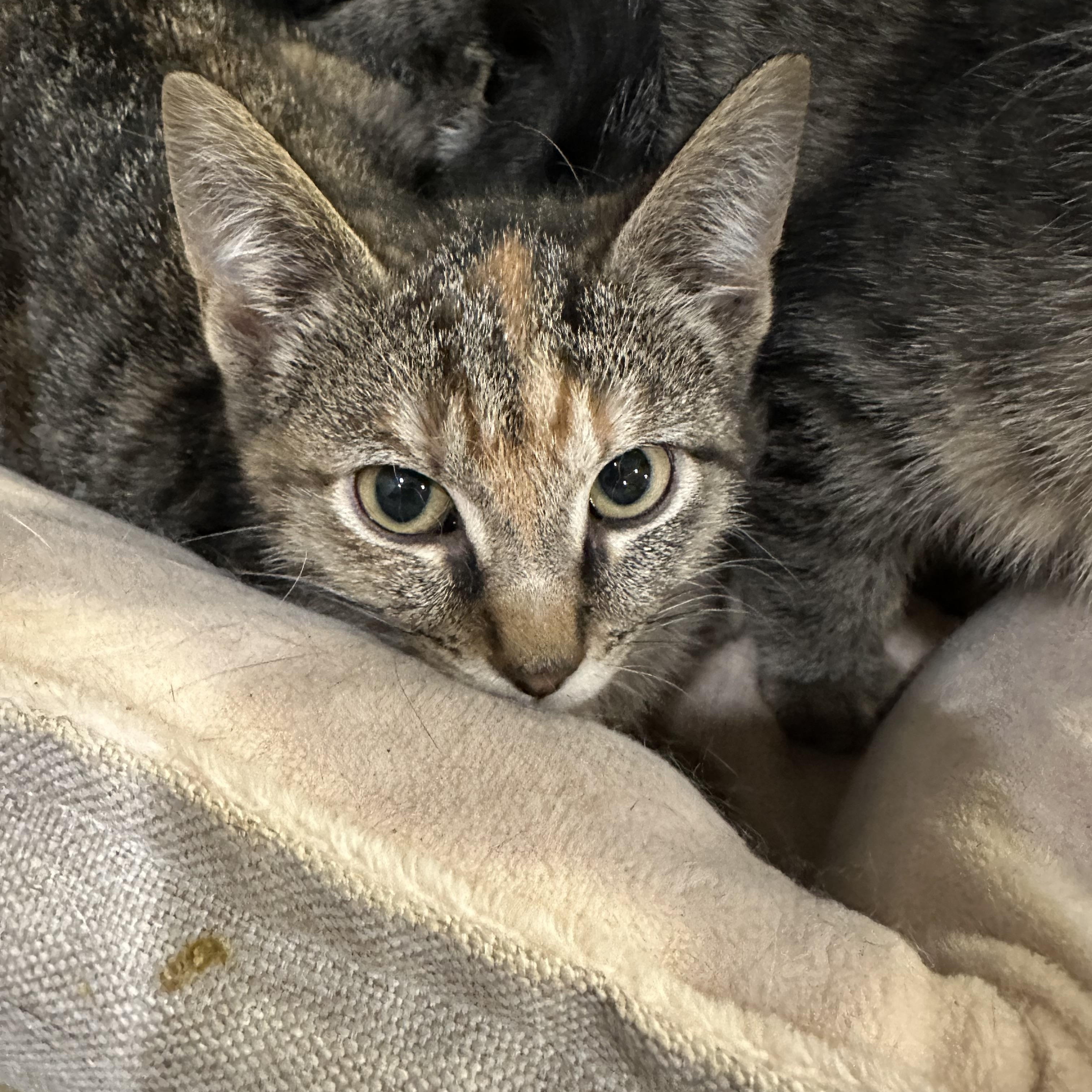 Enlarge Annabeth, a ADOPTABLE Domestic Short Hair in Chicago, IL image 2/3