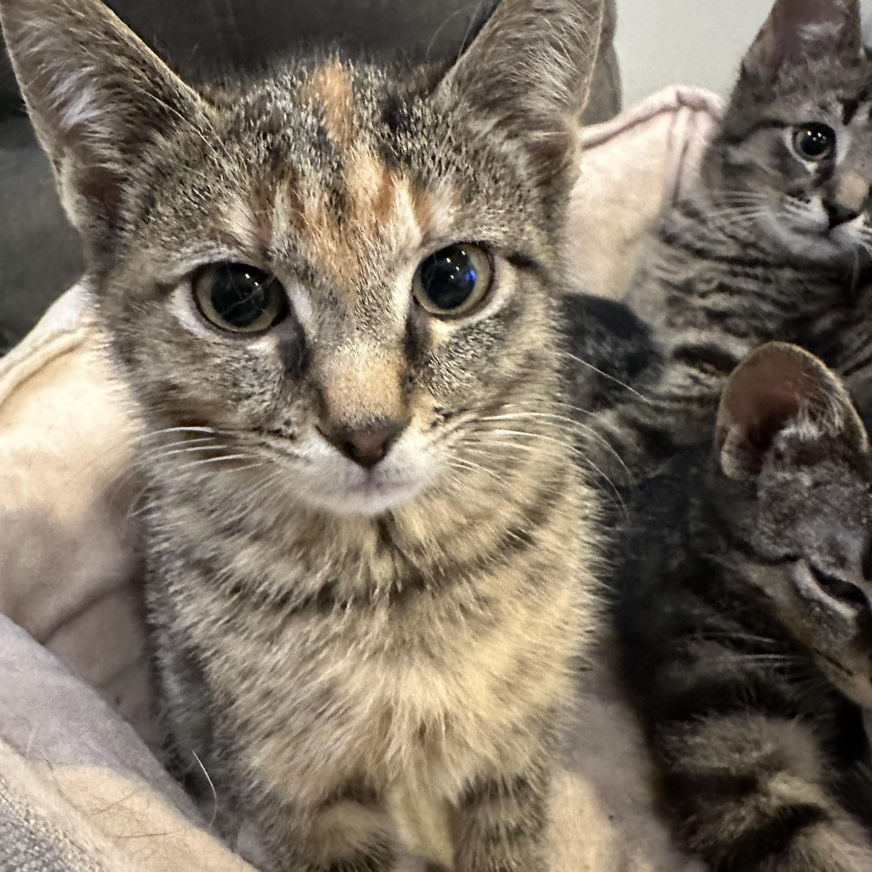 Enlarge Annabeth, a ADOPTABLE Domestic Short Hair in Chicago, IL image 3/3