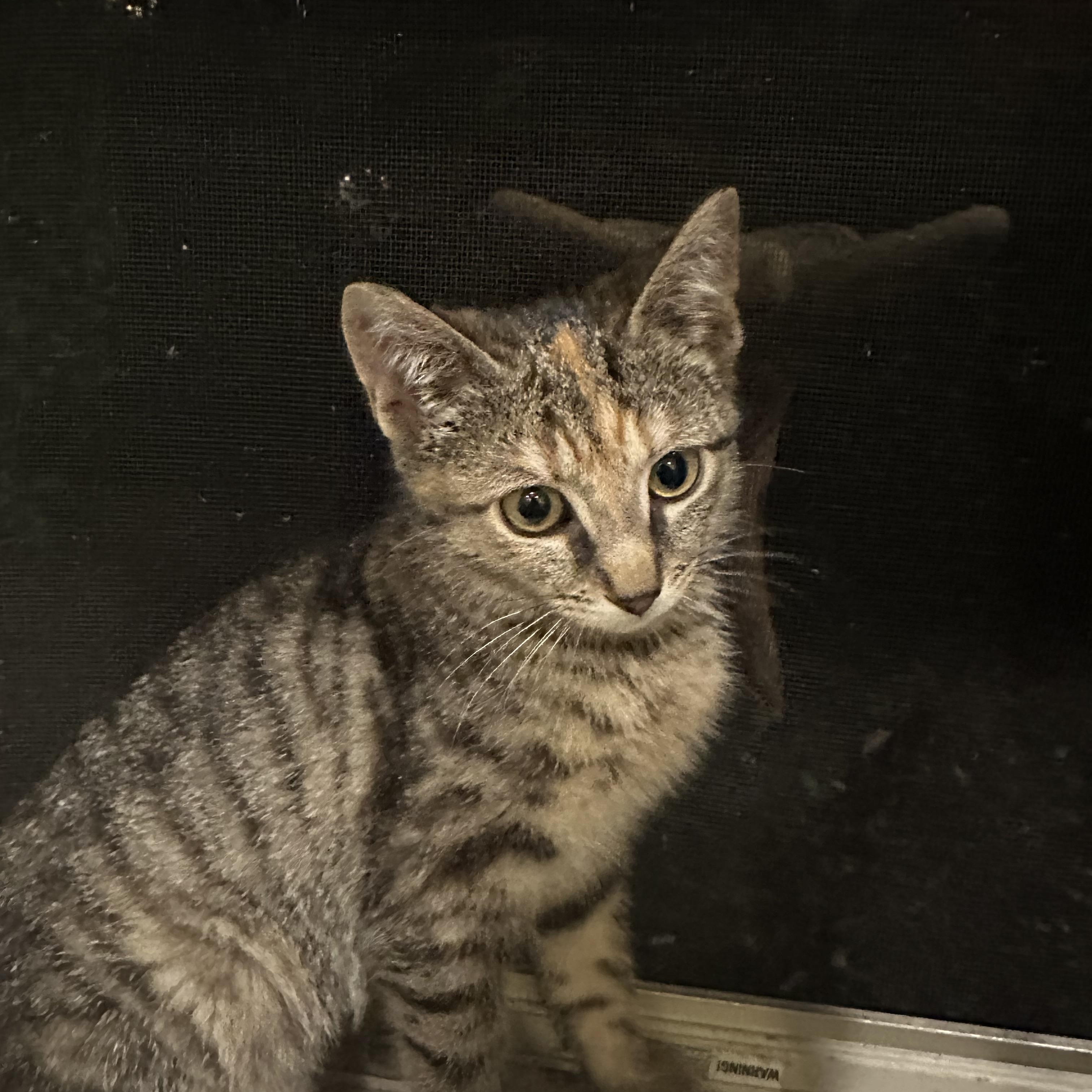 Enlarge Annabeth, a ADOPTABLE Domestic Short Hair in Chicago, IL image 1/3
