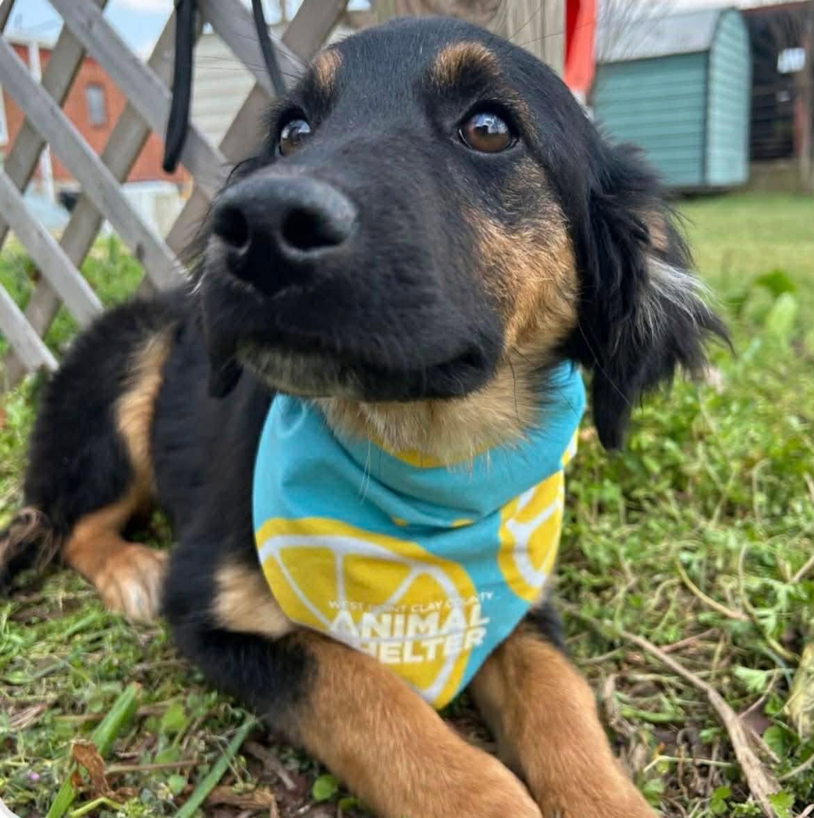 Enlarge Axel, a Adoptable Shepherd in Steeleville, IL image 1/1