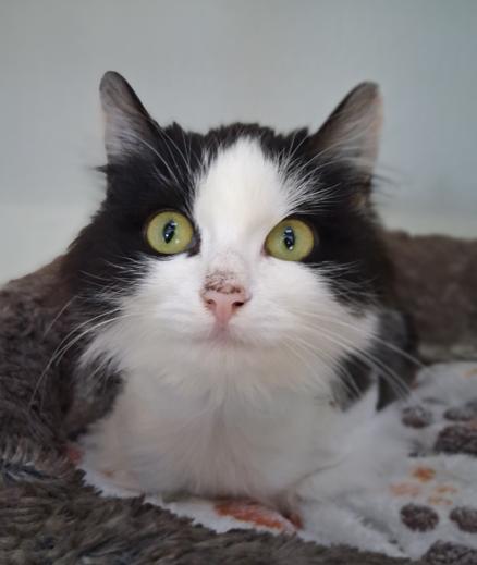 Enlarge Ella, a ADOPTABLE Domestic Long Hair in Courtenay, BC image 2/2