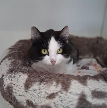 Ella, ADOPTABLE, Young Female Domestic Long Hair.