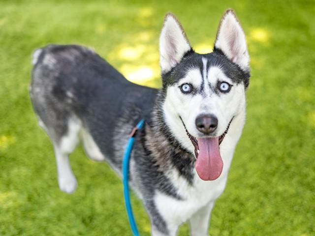 RIGATONI, Adoptable, Young Female Siberian Husky.