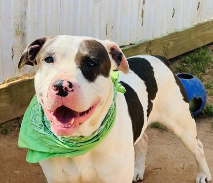 Enlarge Van Wilder $85 Fostered, a Adoptable mixed breed in Seneca, SC image 1/3