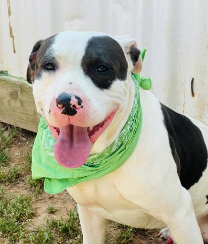 Enlarge Van Wilder $85 Fostered, a Adoptable mixed breed in Seneca, SC image 2/3