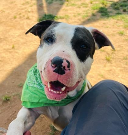 Enlarge Van Wilder $85 Fostered, a Adoptable mixed breed in Seneca, SC image 3/3