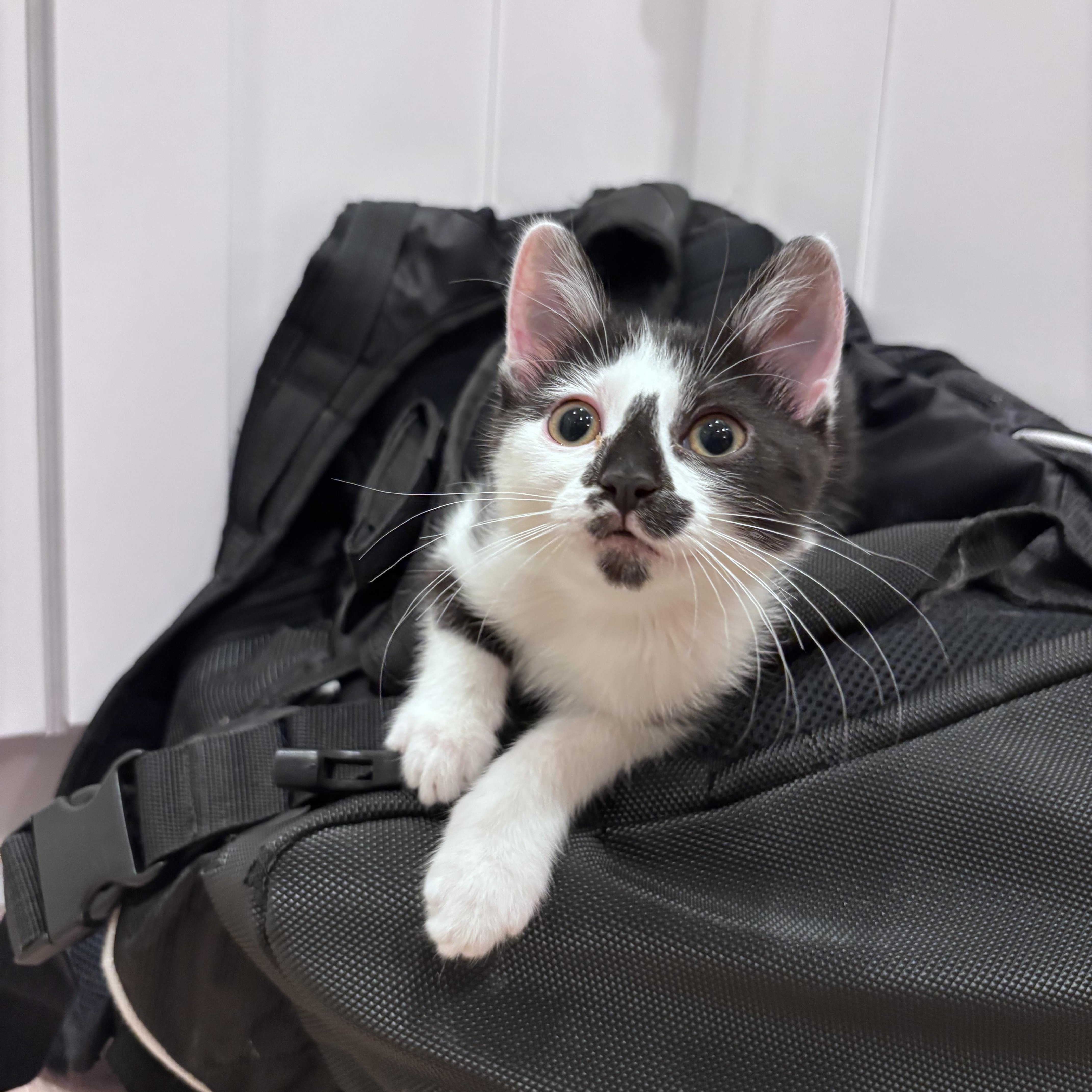 The Niners - Billie, Adoptable, Kitten Female Domestic Short Hair.