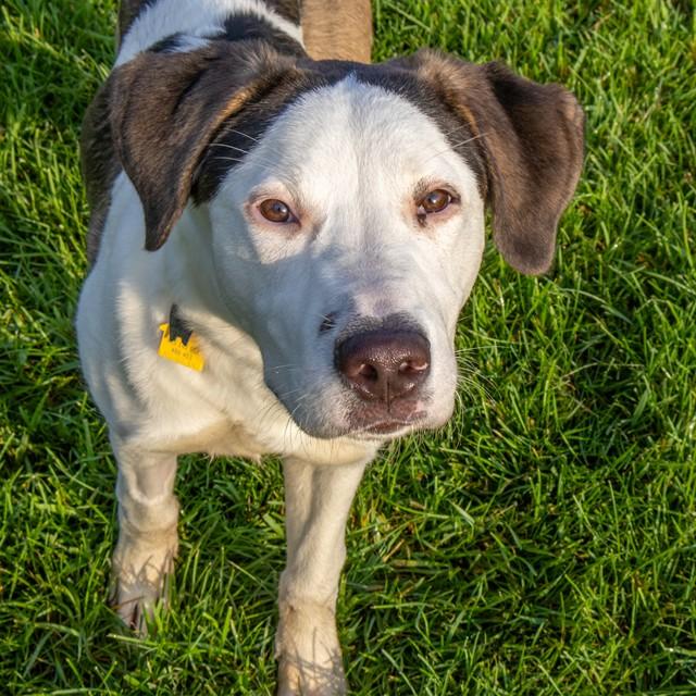KRIS, Adoptable, Young Male Labrador Retriever & Mixed Breed.