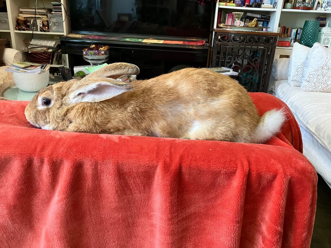 Molly, a Adoptable Flemish Giant in Los Angeles, CA image 1/6