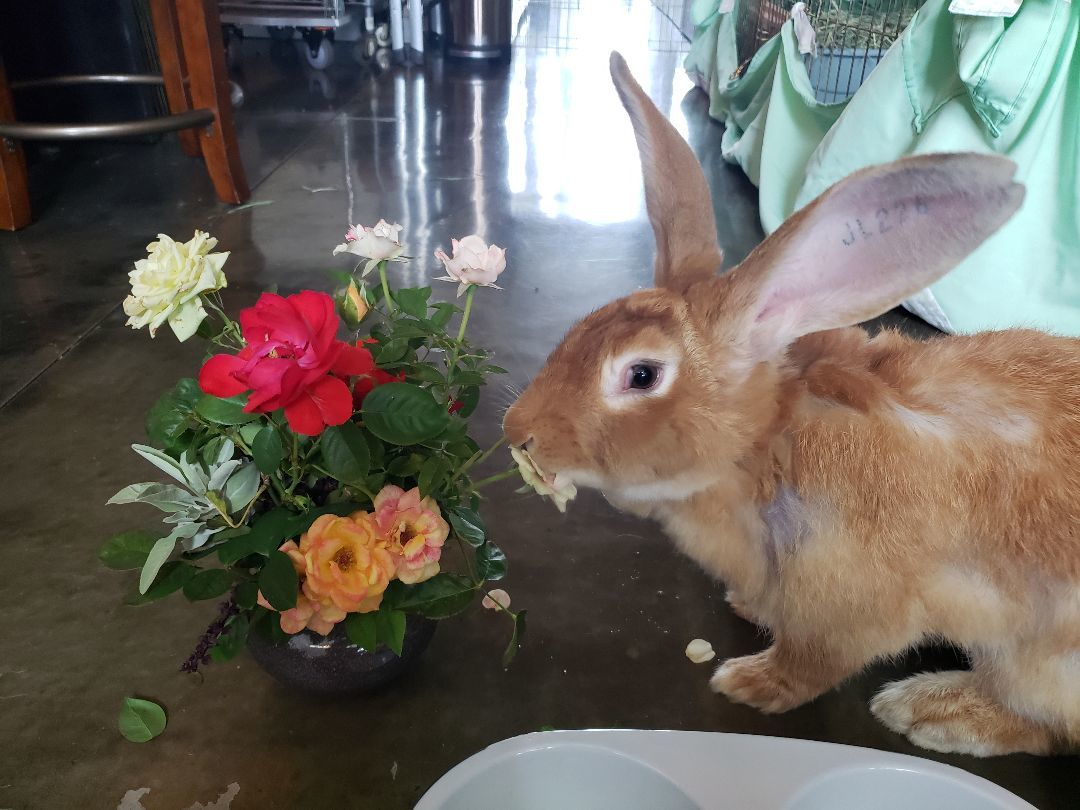 Molly, a Adoptable Flemish Giant in Los Angeles, CA image 2/6