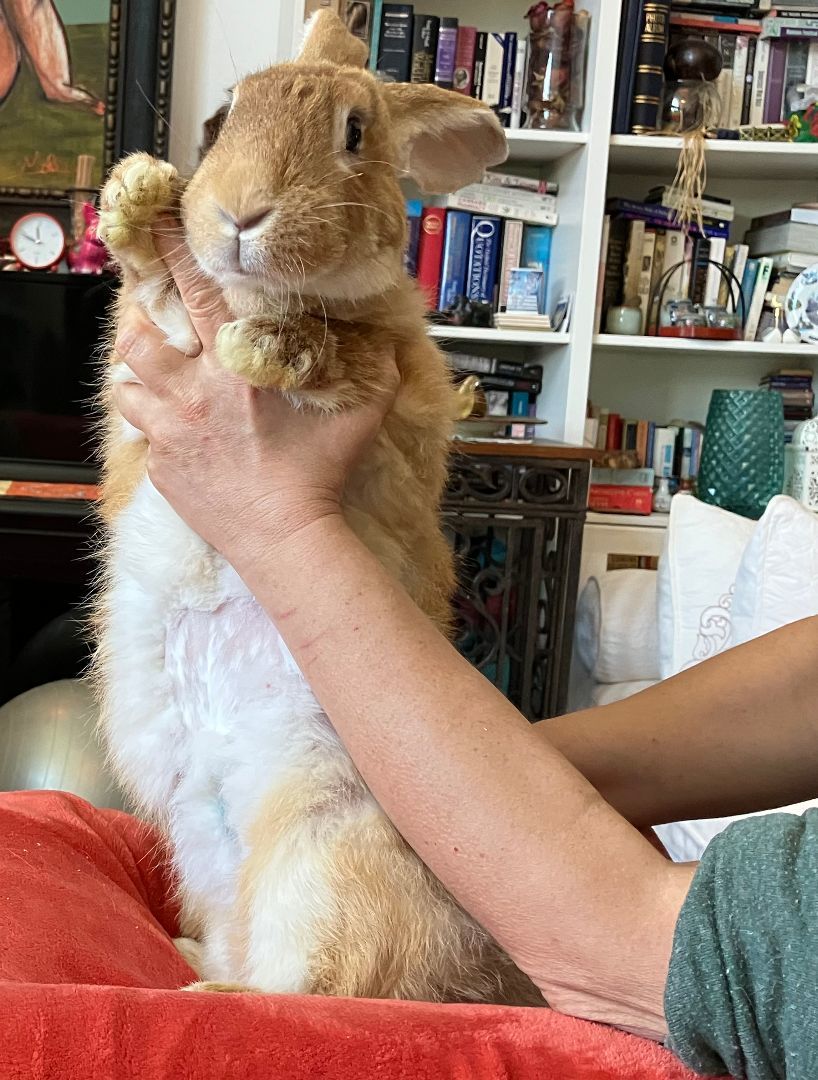 Molly, a Adoptable Flemish Giant in Los Angeles, CA image 3/6