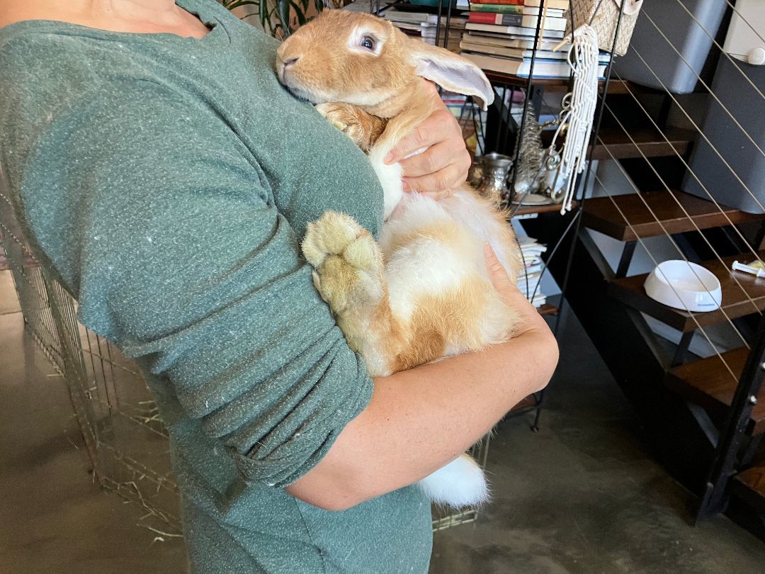 Molly, a Adoptable Flemish Giant in Los Angeles, CA image 4/6