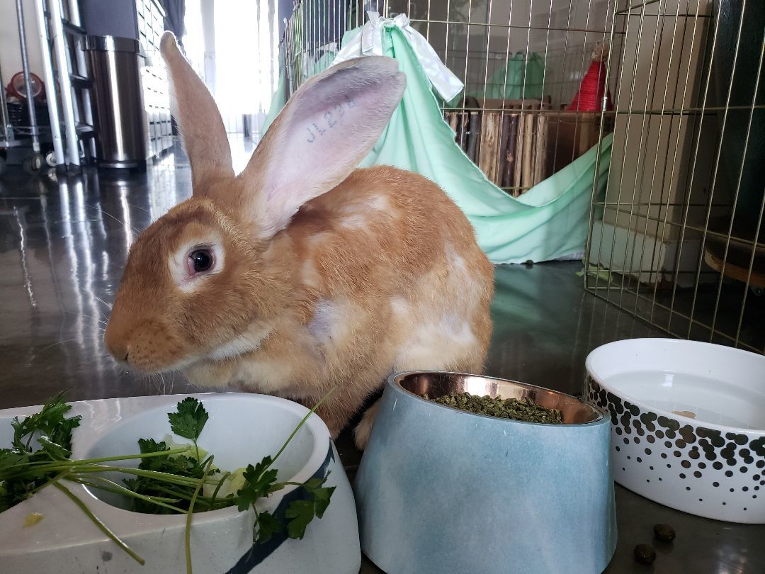 Molly, a Adoptable Flemish Giant in Los Angeles, CA image 5/6