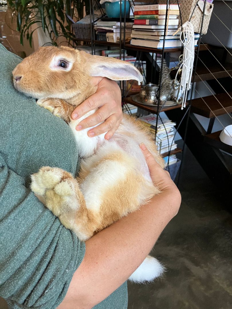 Molly, a Adoptable Flemish Giant in Los Angeles, CA image 6/6