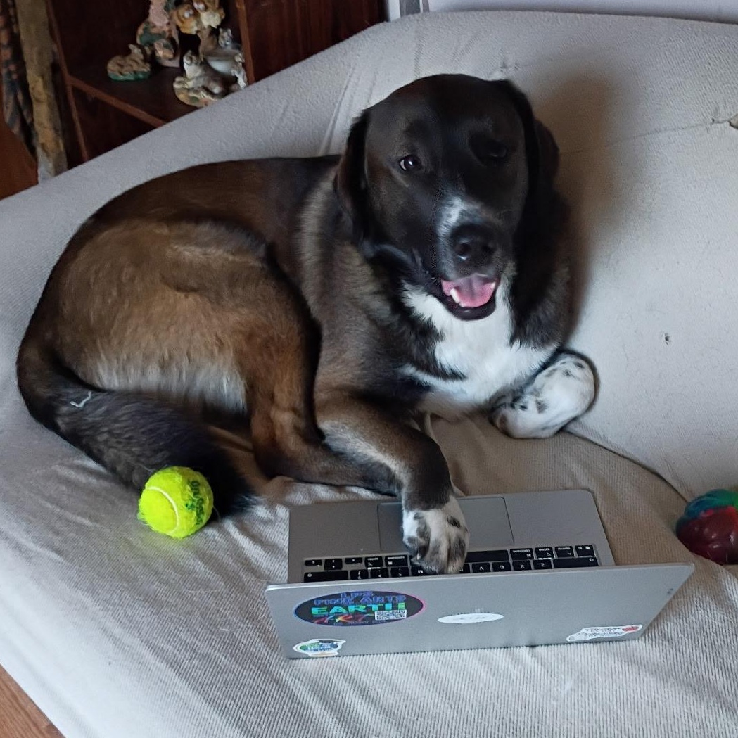 Enlarge Buddy, a Adoptable mixed breed in Olathe, KS image 1/6