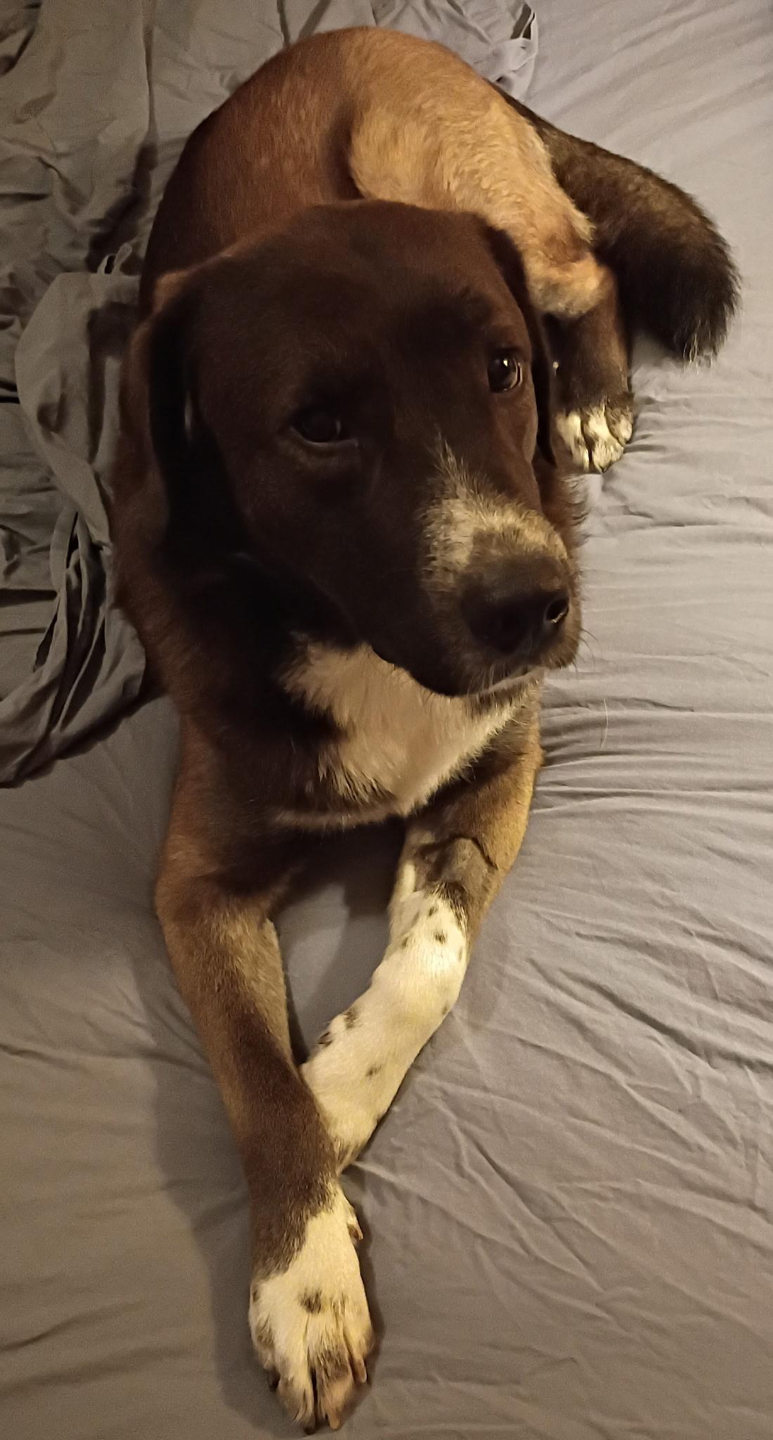 Enlarge Buddy, a Adoptable mixed breed in Olathe, KS image 2/6
