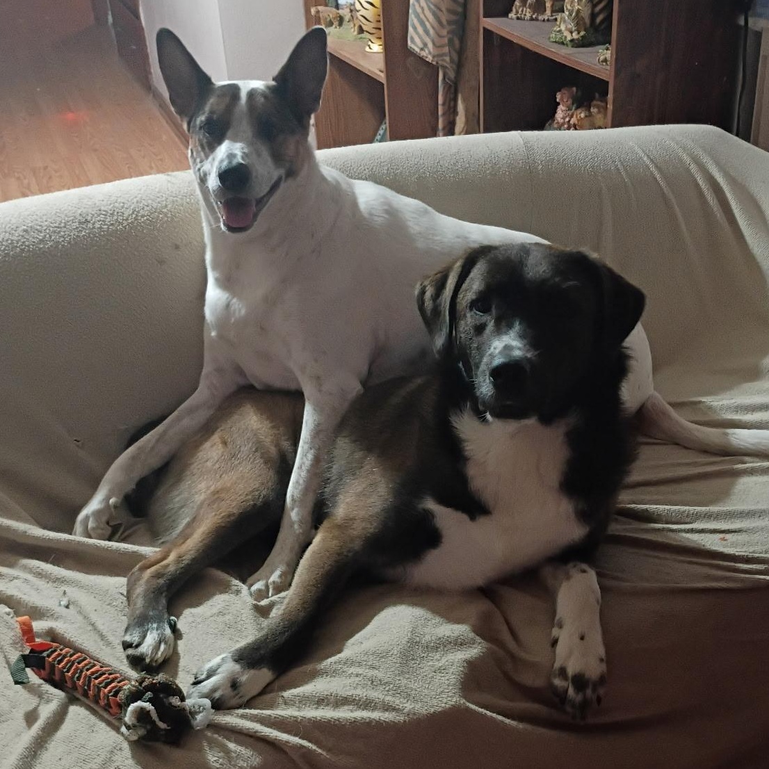 Enlarge Buddy, a Adoptable mixed breed in Olathe, KS image 4/6