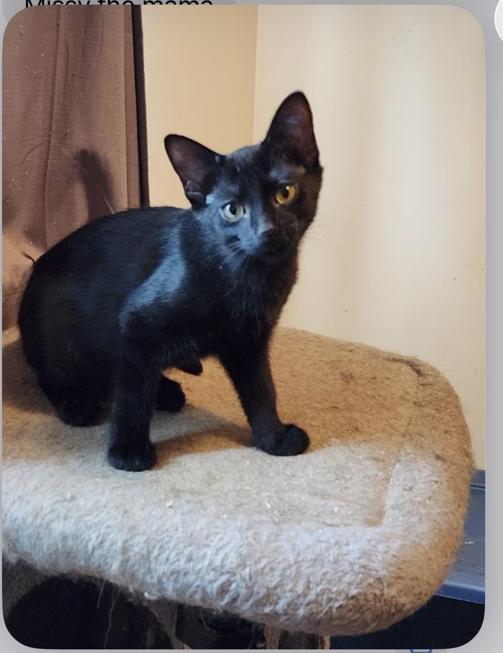 Enlarge Marty, a ADOPTABLE mixed breed in Howell, MI image 1/1