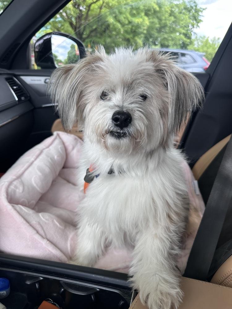 Hokey Pokey, Adoptable, Adult Male Havanese.