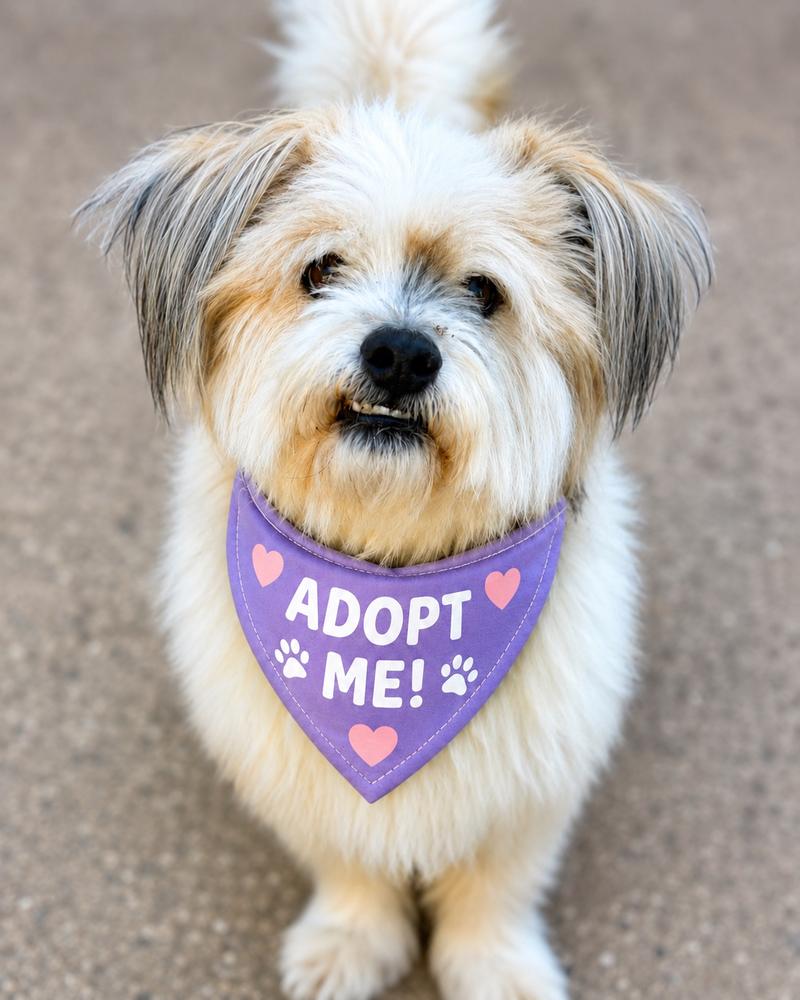 Enlarge Hokey Pokey, a Adoptable mixed breed in Wayne, NJ image 2/2