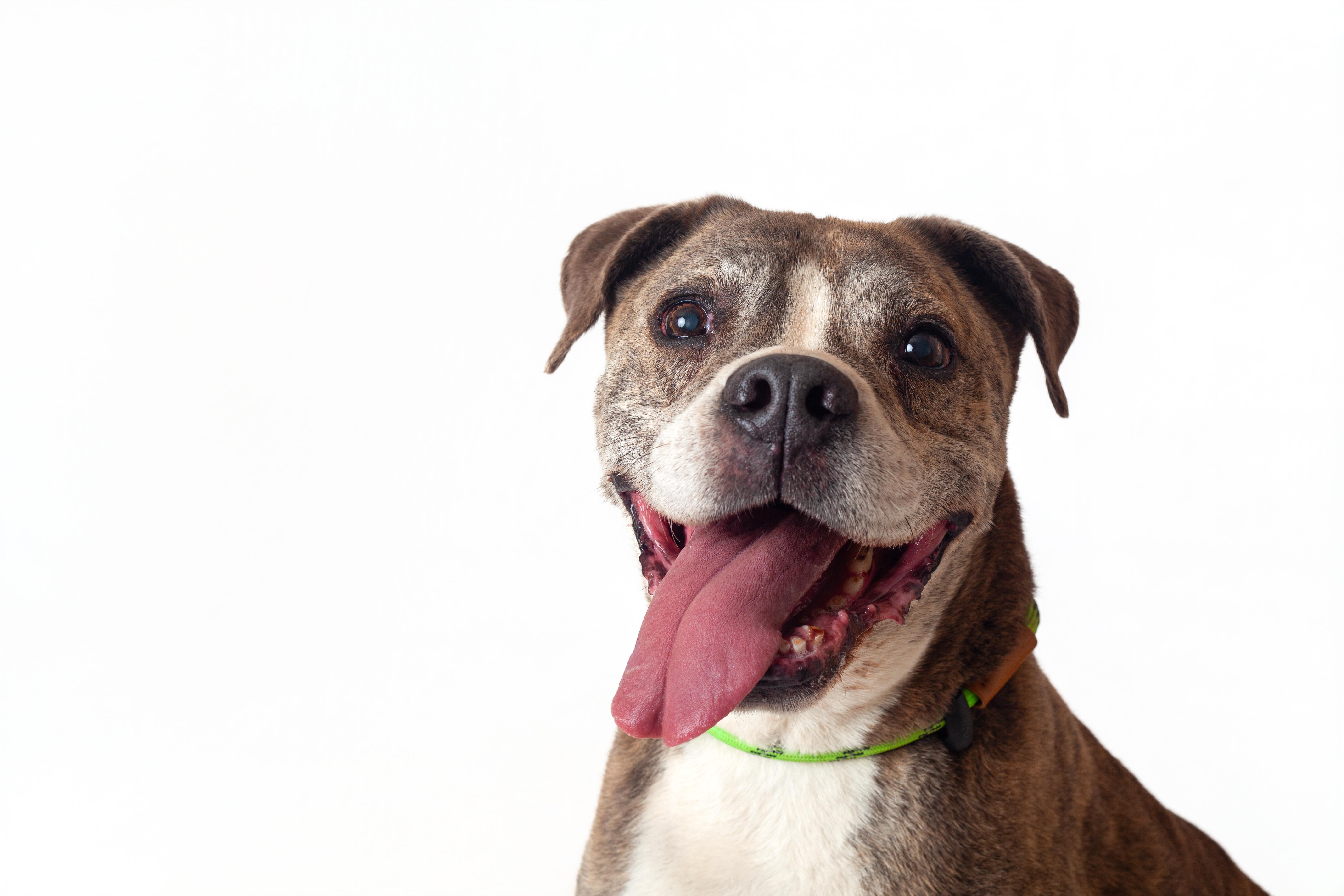 Tiger, a Adoptable mixed breed in Guthrie, OK image 2/6