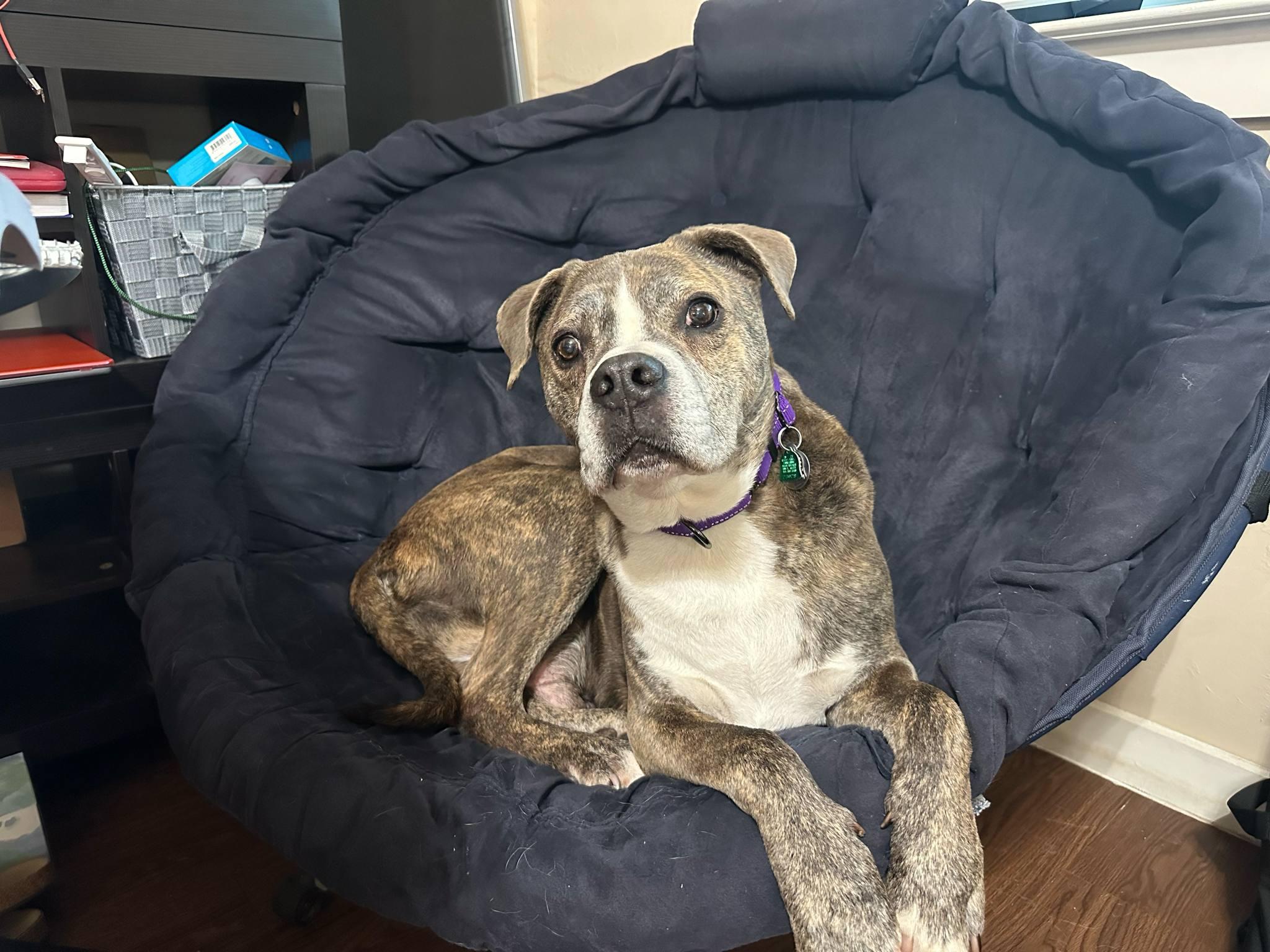 Tiger, Adoptable, Senior Male Boxer & Pit Bull Terrier.