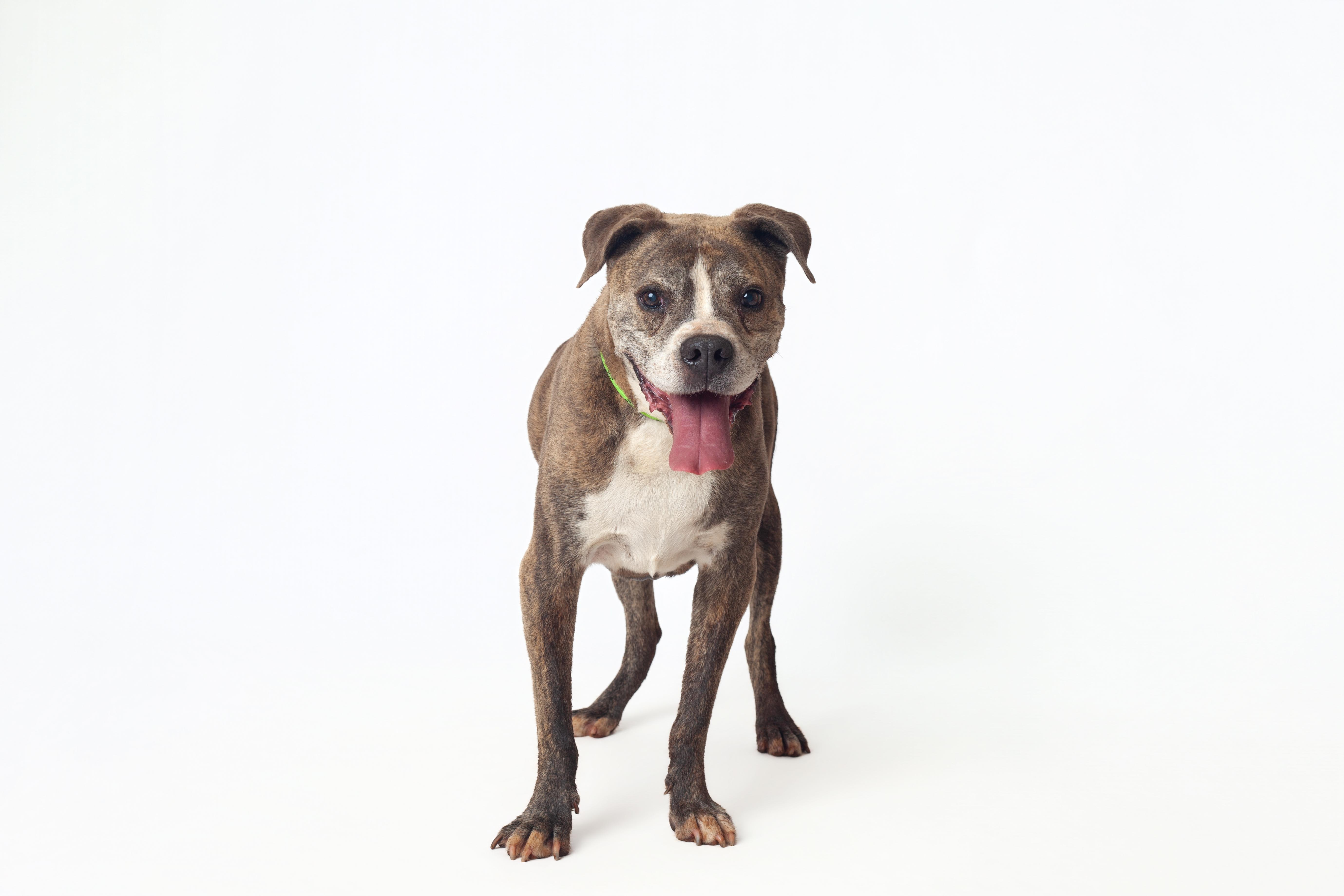 Tiger, a Adoptable mixed breed in Guthrie, OK image 1/6