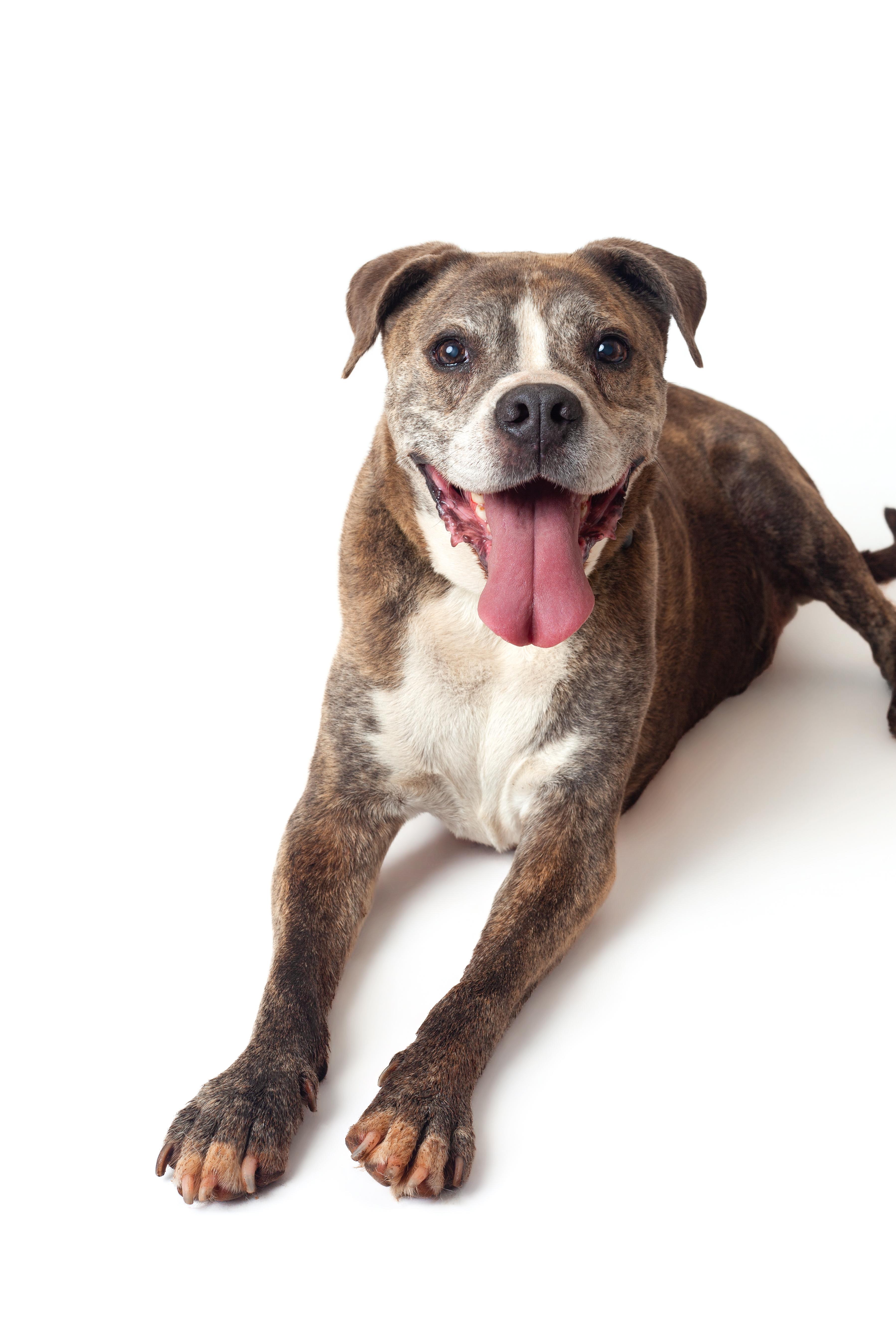 Tiger, a Adoptable mixed breed in Guthrie, OK image 3/6