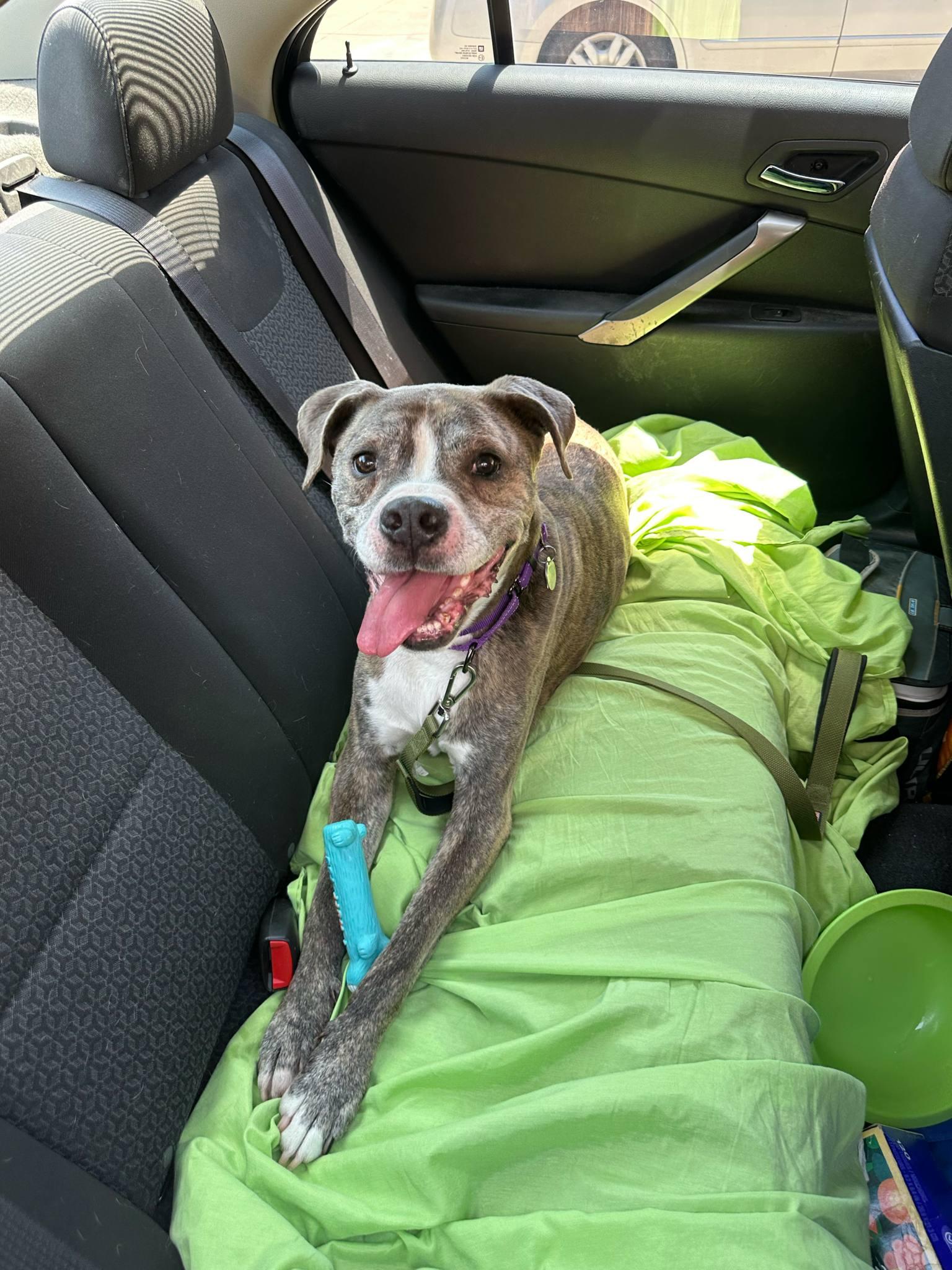 Tiger, Adoptable, Senior Male Boxer & Pit Bull Terrier.