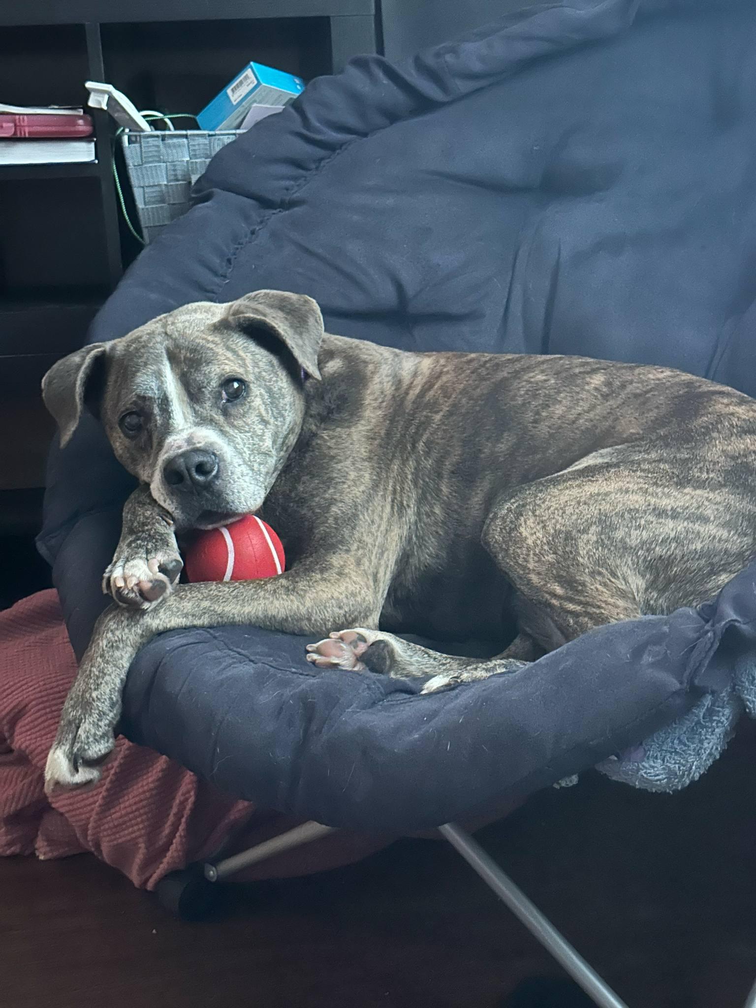 Tiger, a Adoptable mixed breed in Guthrie, OK image 4/6