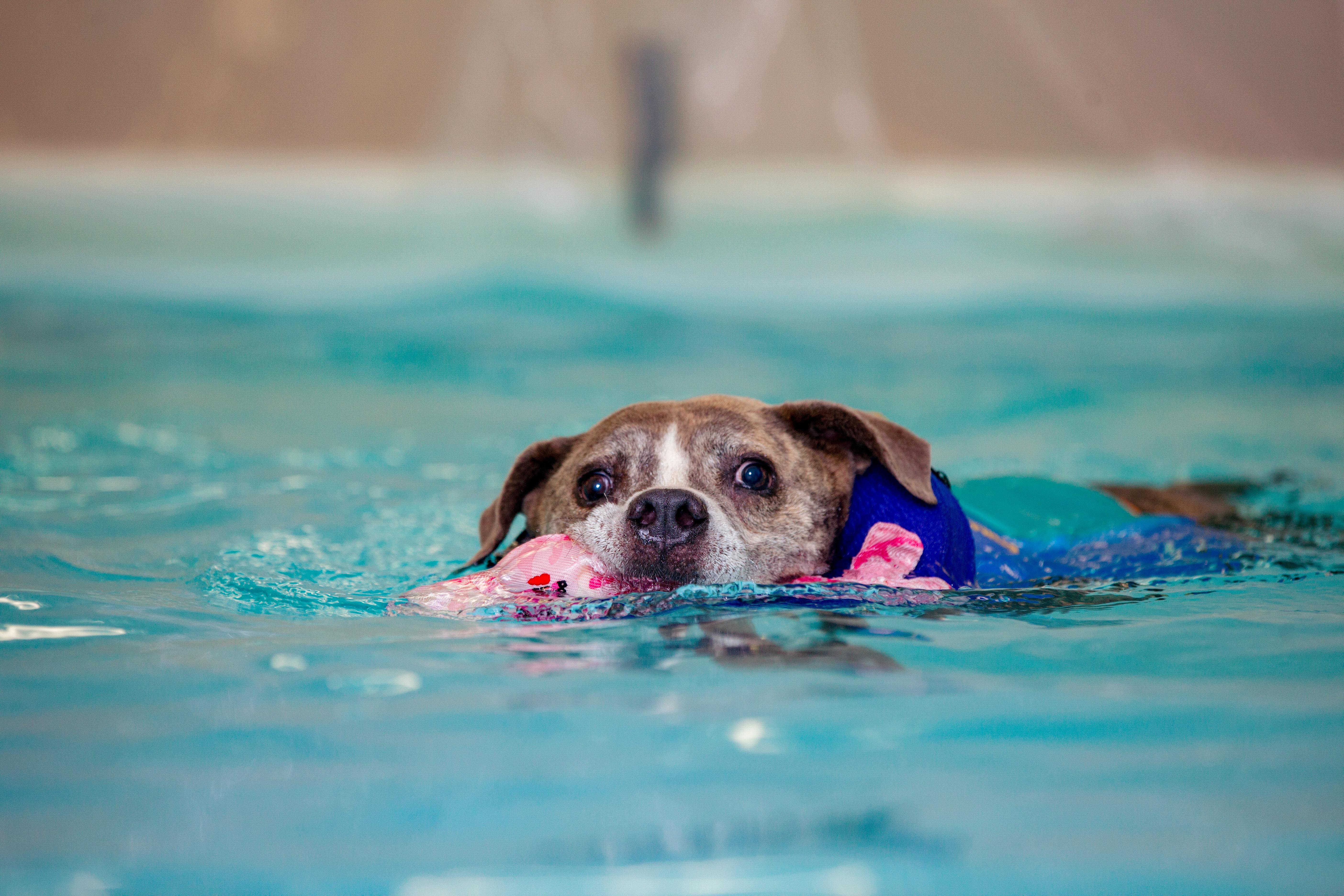 Tiger, a Adoptable mixed breed in Guthrie, OK image 4/6