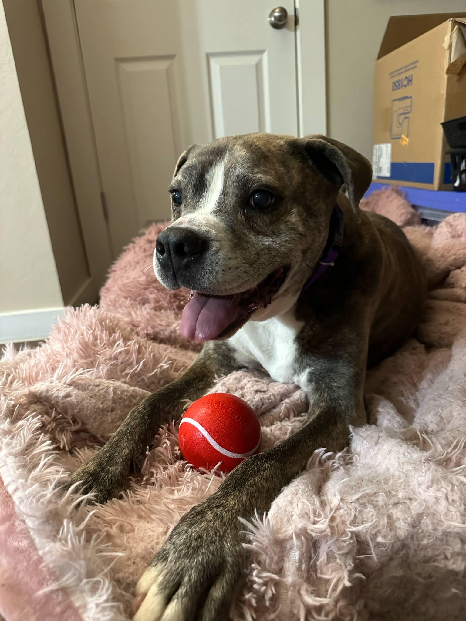Tiger, a Adoptable mixed breed in Guthrie, OK image 6/6