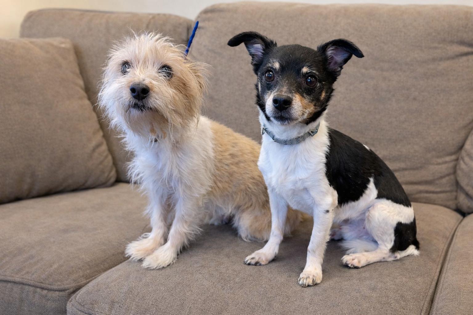 Enlarge Tallulah and Sparky, an adopted mixed breed in Ashland, KY image 1/3