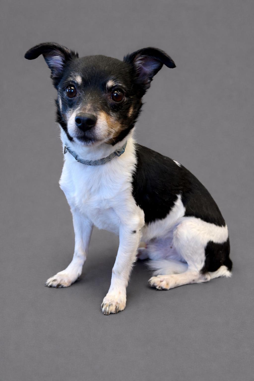 Enlarge Tallulah and Sparky, an adopted mixed breed in Ashland, KY image 2/3