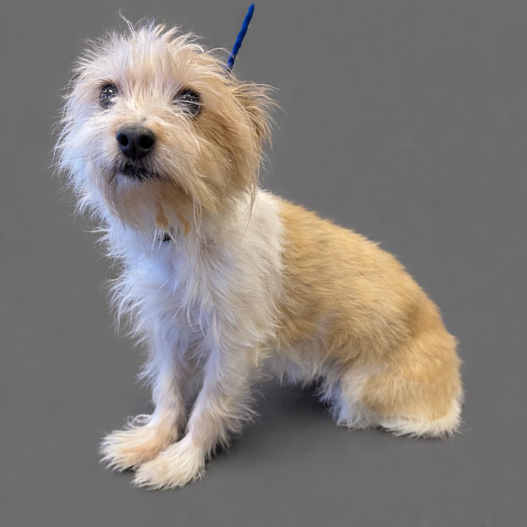 Enlarge Tallulah and Sparky, an adopted mixed breed in Ashland, KY image 3/3