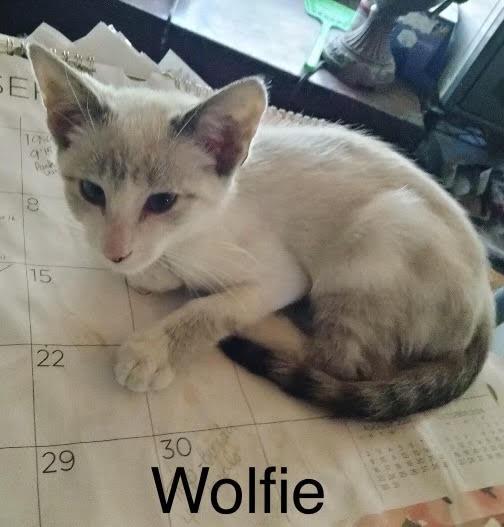 Wolfie, Adoptable, Kitten Male Domestic Short Hair.
