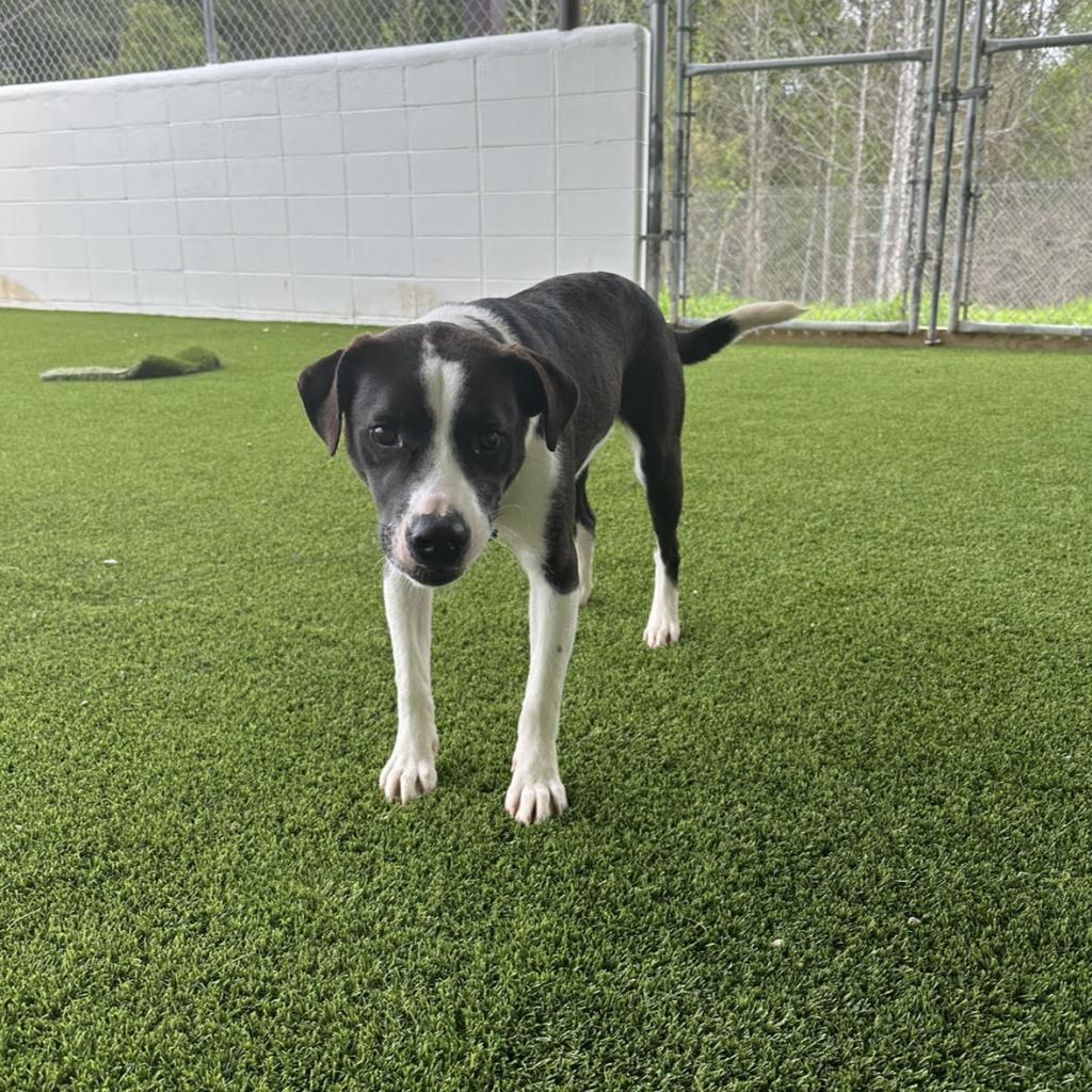 Bailey 1532, Adoptable, Adult Male Labrador Retriever.