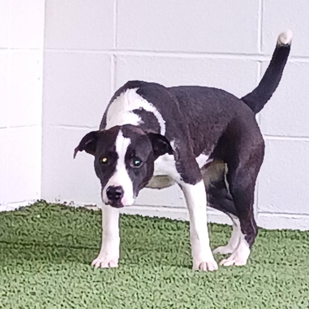 Enlarge Bailey 1532, a Adoptable mixed breed in Shorter, AL image 2/2