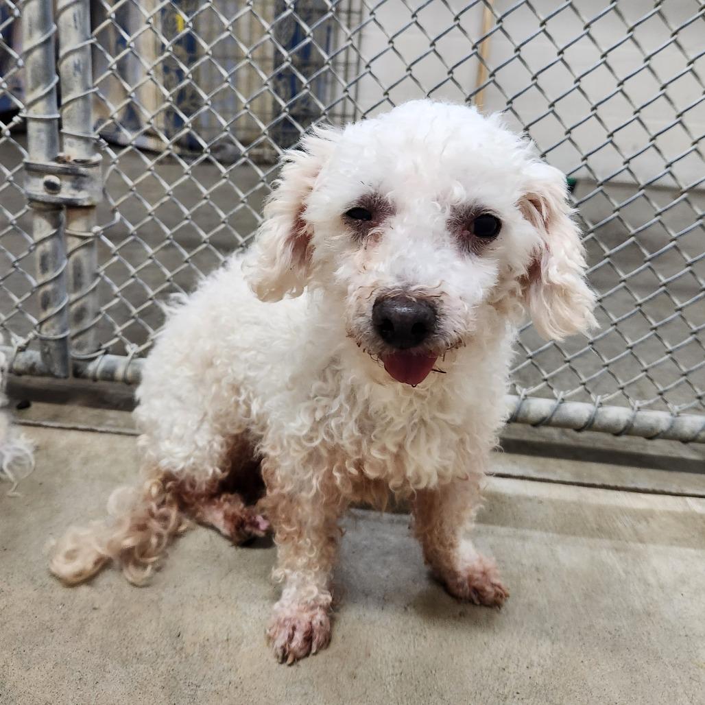 Enlarge Sargento, a Adoptable Mixed Breed in Grand Rapids, MI image 1/1