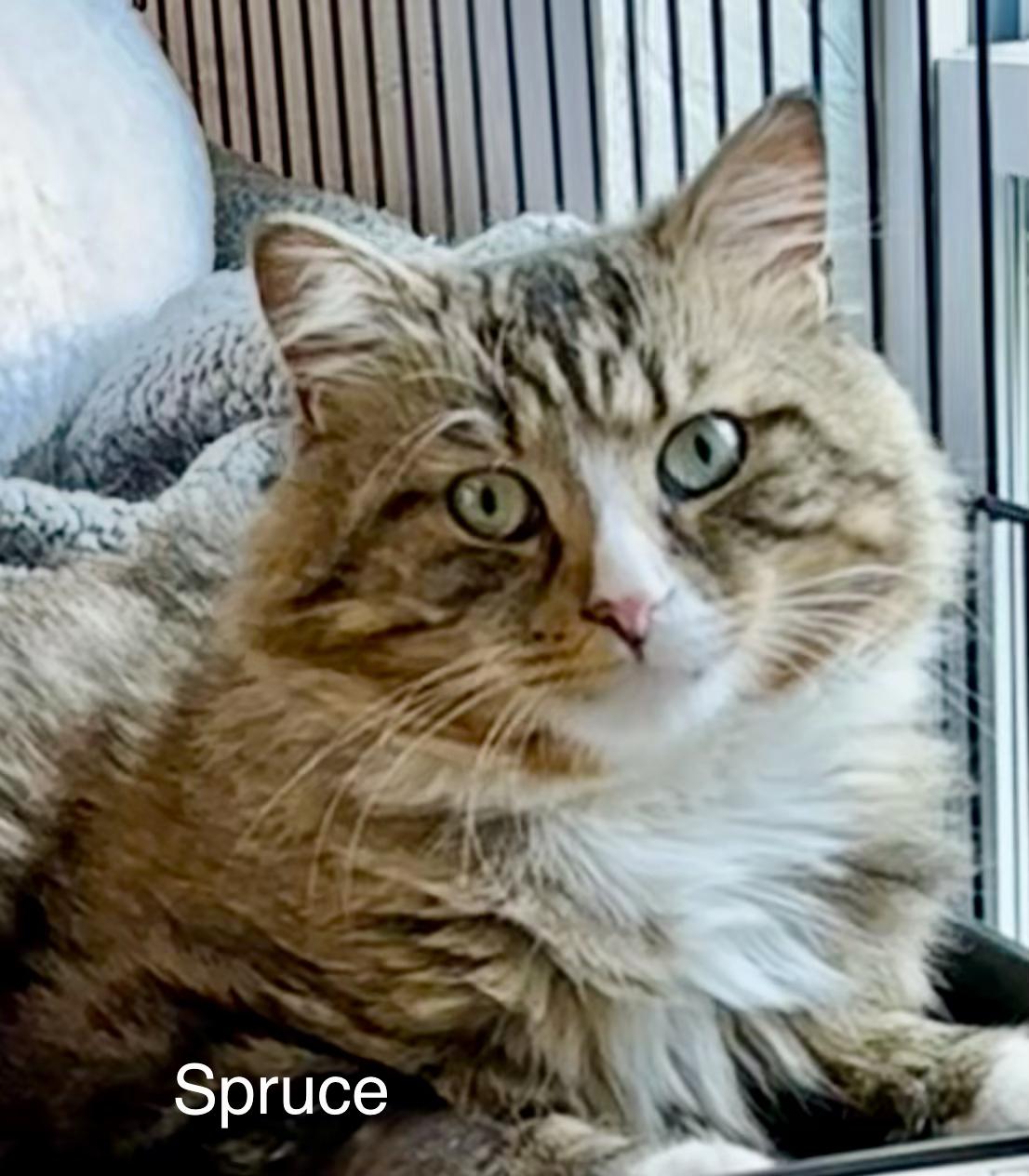 Spruce, an adopted Domestic Medium Hair in Wells, ME image 2/4