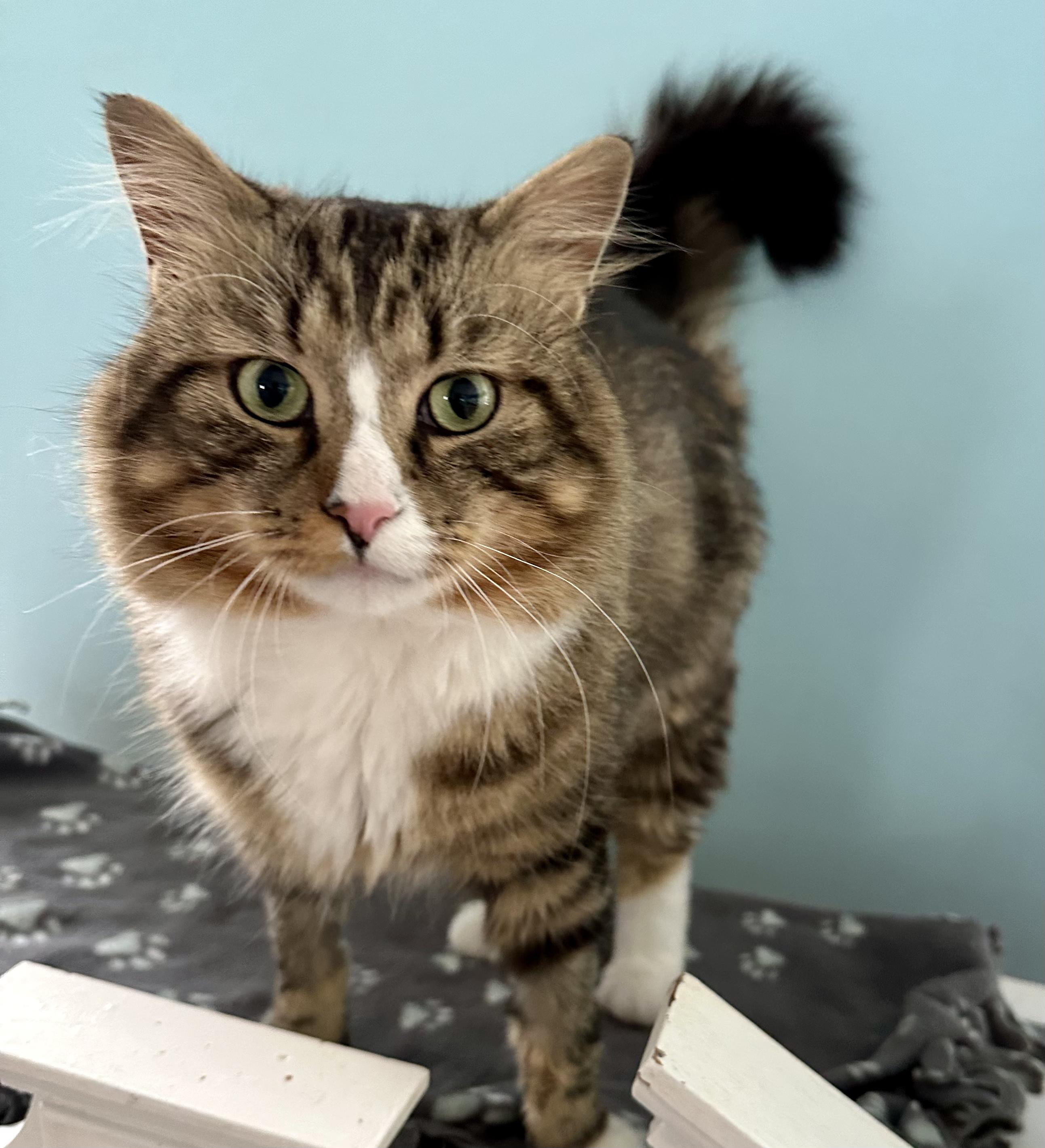 Spruce, an adopted Domestic Medium Hair in Wells, ME image 3/4