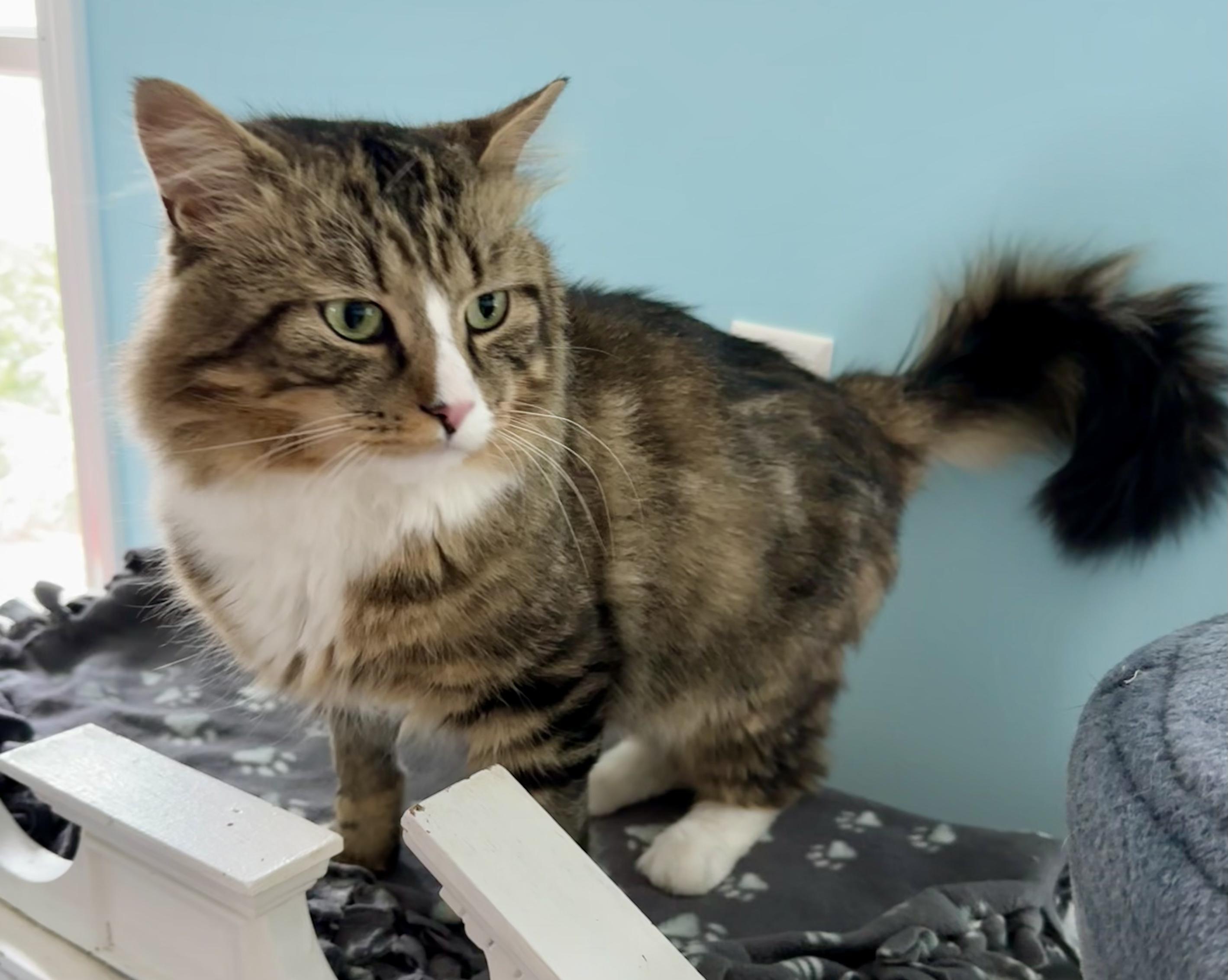 Spruce, an adopted Domestic Medium Hair in Wells, ME image 4/4