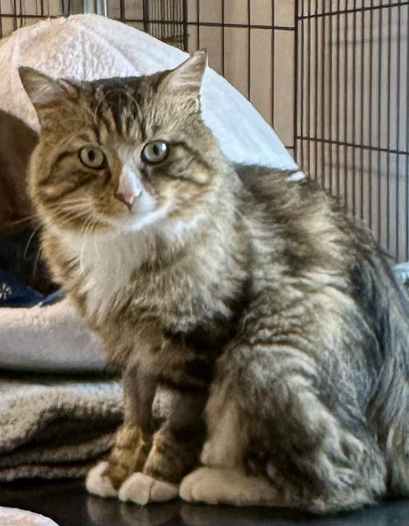 Spruce, an adopted Domestic Medium Hair in Wells, ME image 1/4