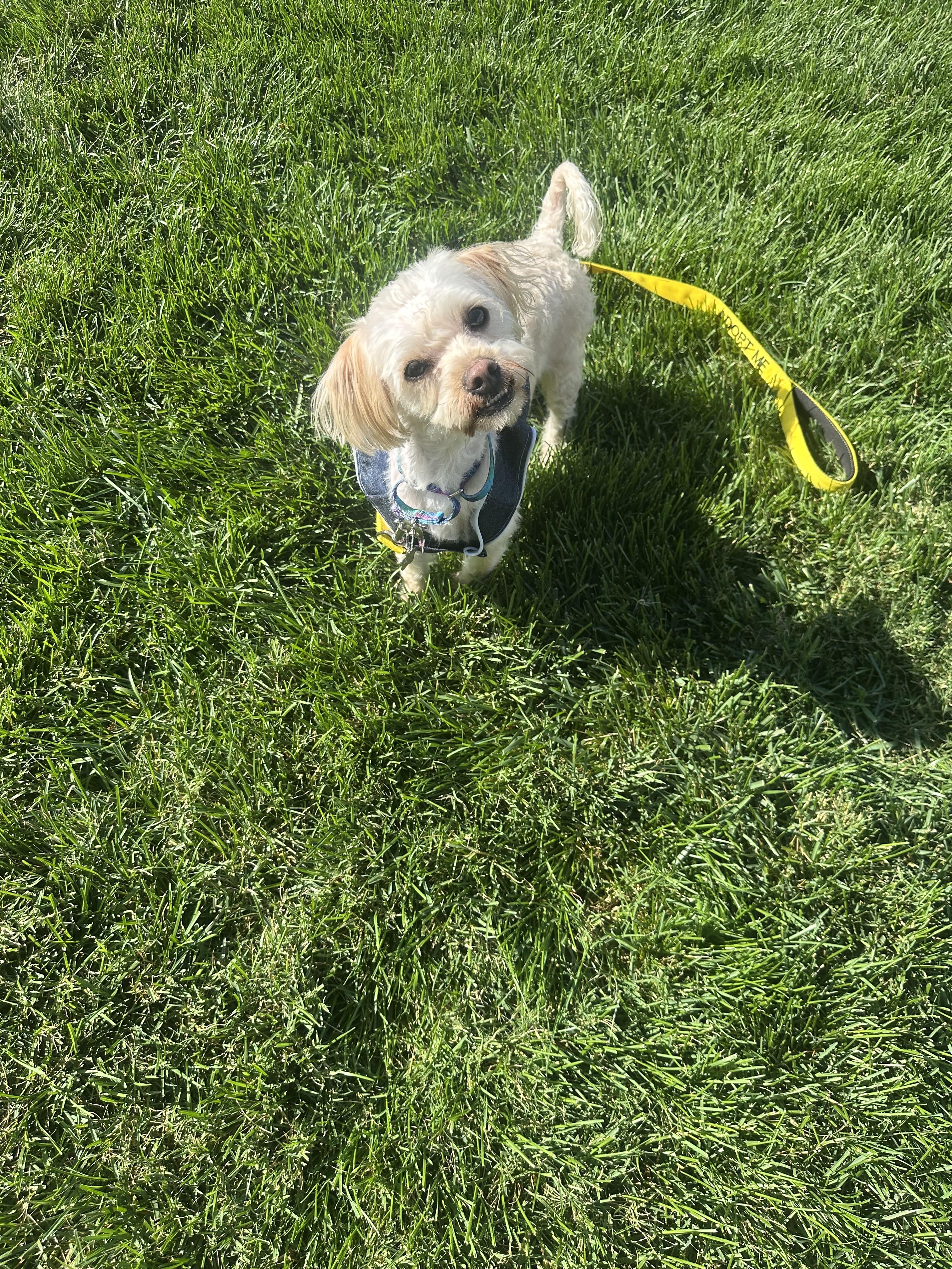 Enlarge Beau, a Adoptable Maltese in Las Vegas, NV image 1/1
