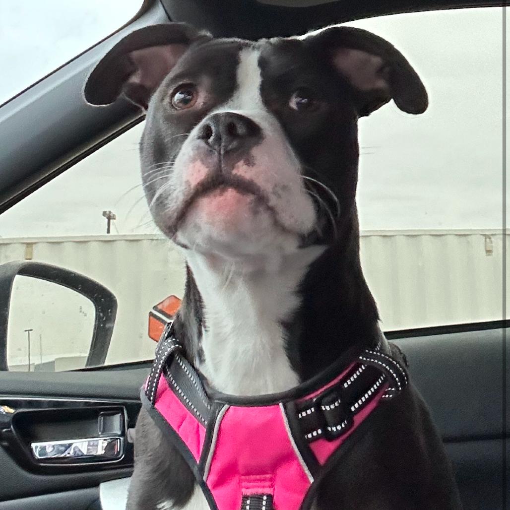 Enlarge Diamond, a Adoptable mixed breed in Normal, IL image 1/5